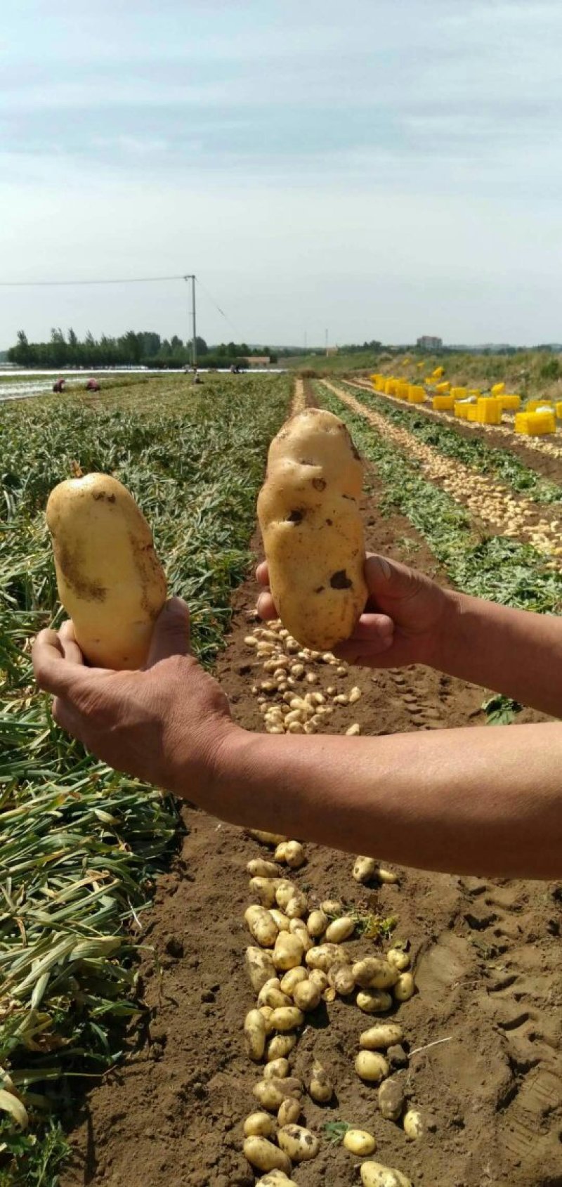 土豆