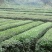 绿茶2020特级·楚原生·富硒绿茶·炒青一级芽炒青(6#