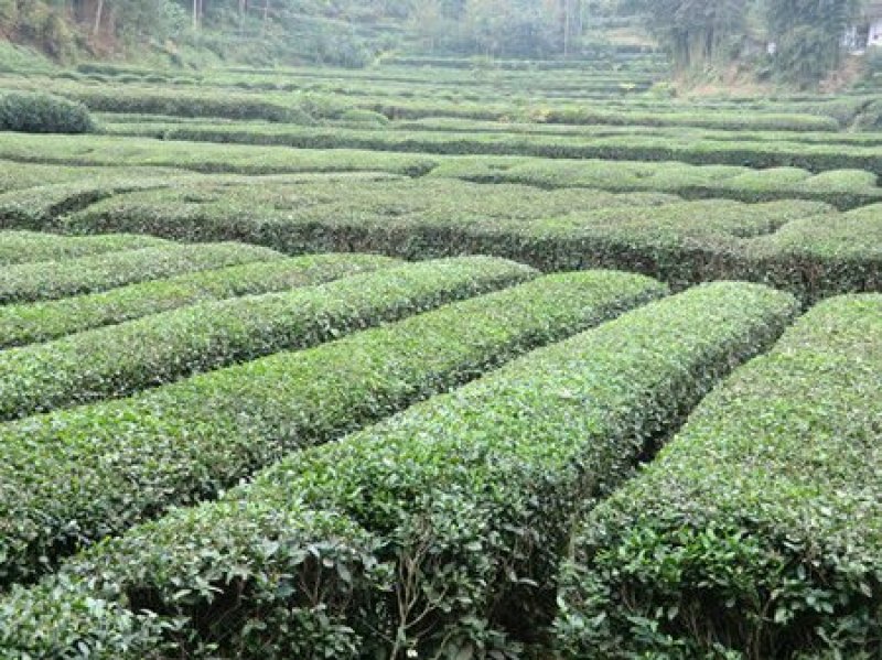 绿茶2020特级·楚原生·富硒绿茶·炒青一级芽炒青(6#
