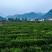 绿茶2020特级·楚原生·富硒绿茶·炒青一级芽炒青(6#
