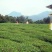 绿茶2020特级·楚原生·富硒绿茶·炒青一级芽炒青(6#