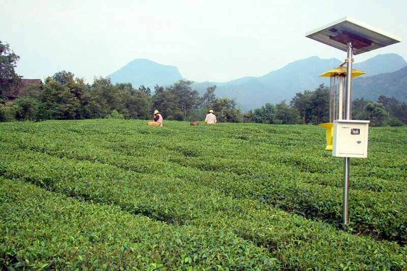 绿茶2020特级·楚原生·富硒绿茶·炒青一级芽炒青(6#