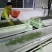 绿茶2020特级·楚原生·富硒绿茶·炒青一级芽炒青(6#