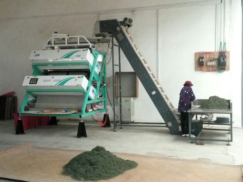 绿茶2020特级·楚原生·富硒绿茶·炒青一级芽炒青(6#