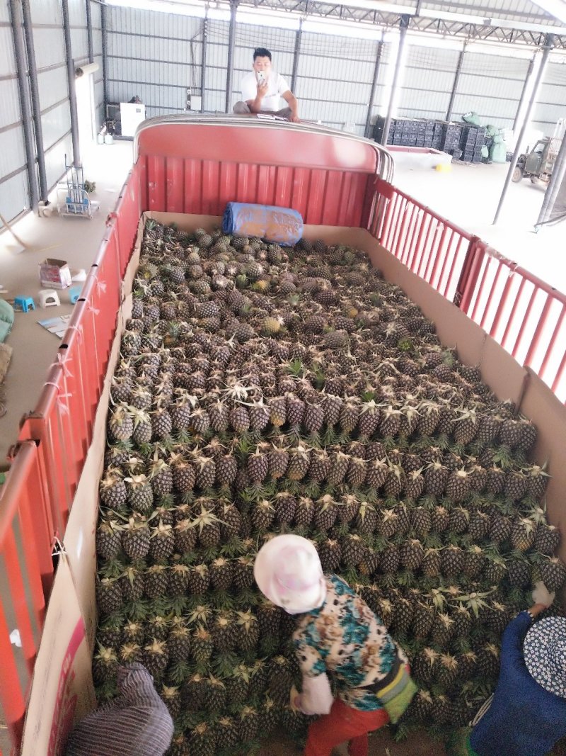 景洪无眼菠萝黄金一号，《凤梨》