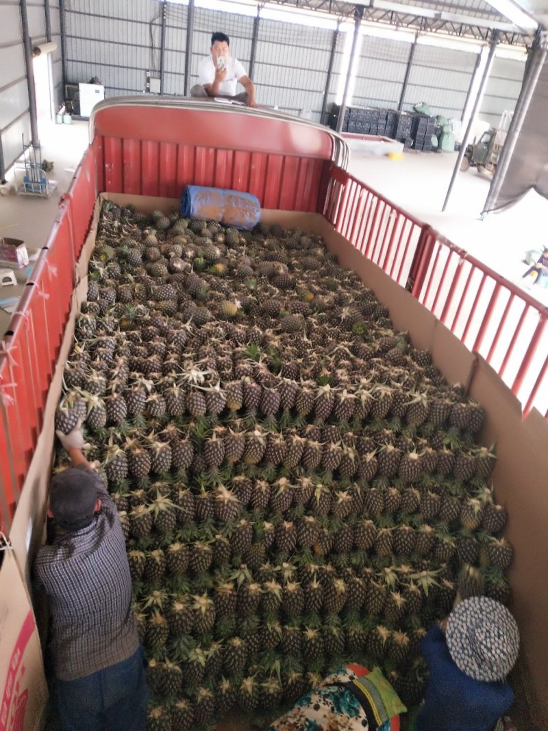 景洪无眼菠萝黄金一号，《凤梨》