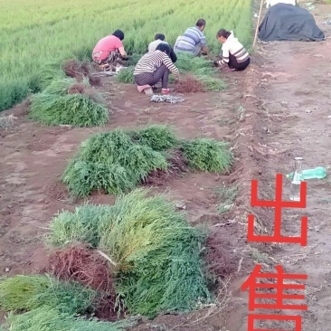 沙地柏