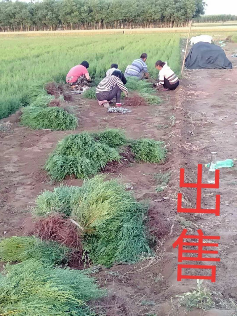 沙地柏