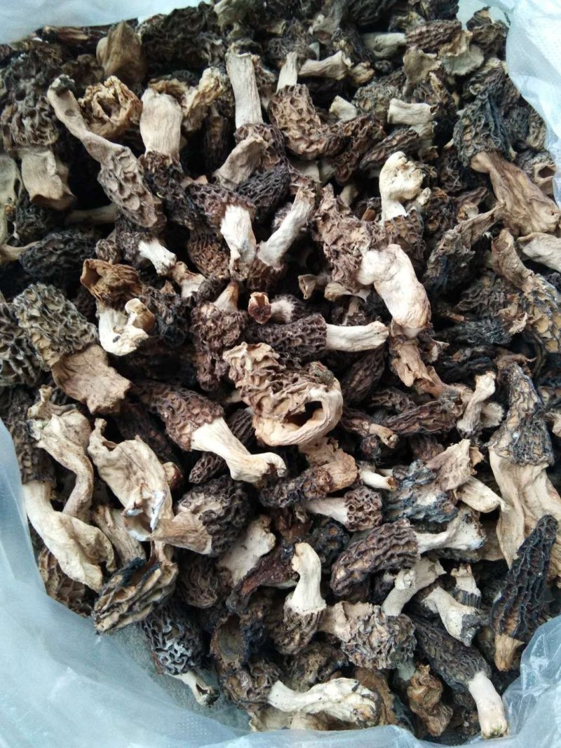 野生羊肚菌