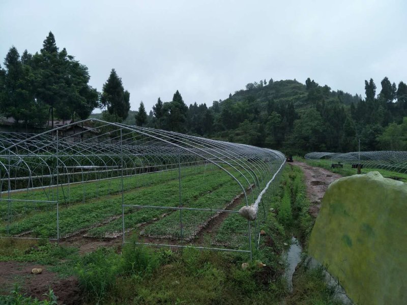 花椒苗