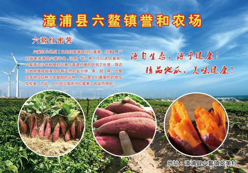 六鳌蜜薯，六鳌红蜜薯，六鳌地瓜，上市中希望与您真诚的合作