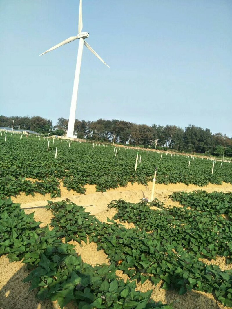 六鳌蜜薯，六鳌红蜜薯，六鳌地瓜，上市中希望与您真诚的合作
