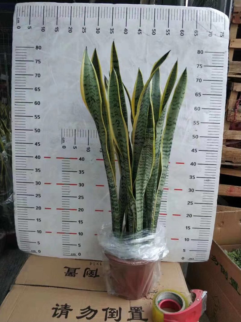 230杯虎皮兰福建四海园基地直销