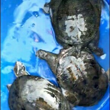 甲鱼