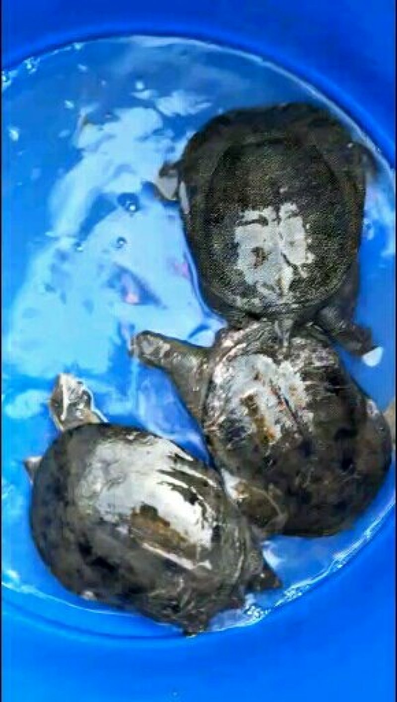 甲鱼