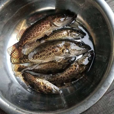 斑鳜鱼20~30cm食用活鱼