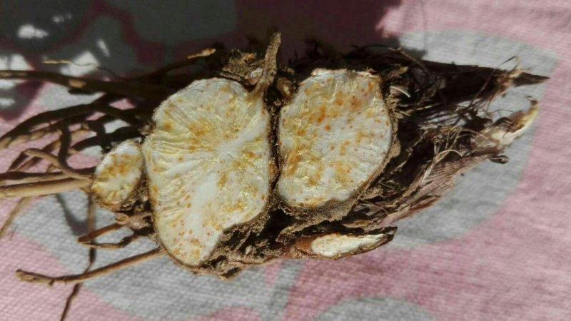 承德朱砂点苍术种子，苍术种子，成活率90%