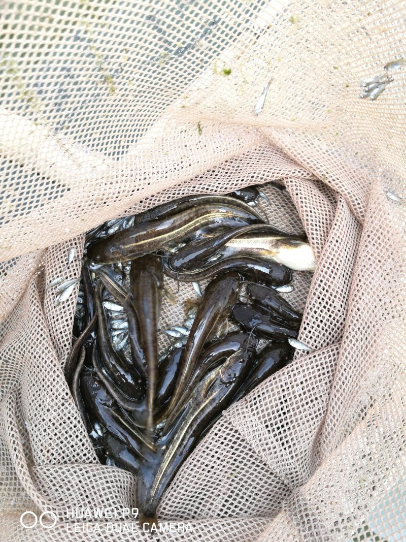 大口鲶苗，自产自销，质量保证，技术跟踪指导