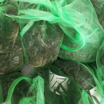 微山湖清水小龙虾大闸蟹