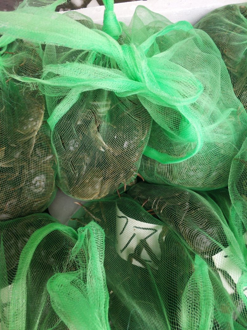 微山湖清水小龙虾大闸蟹