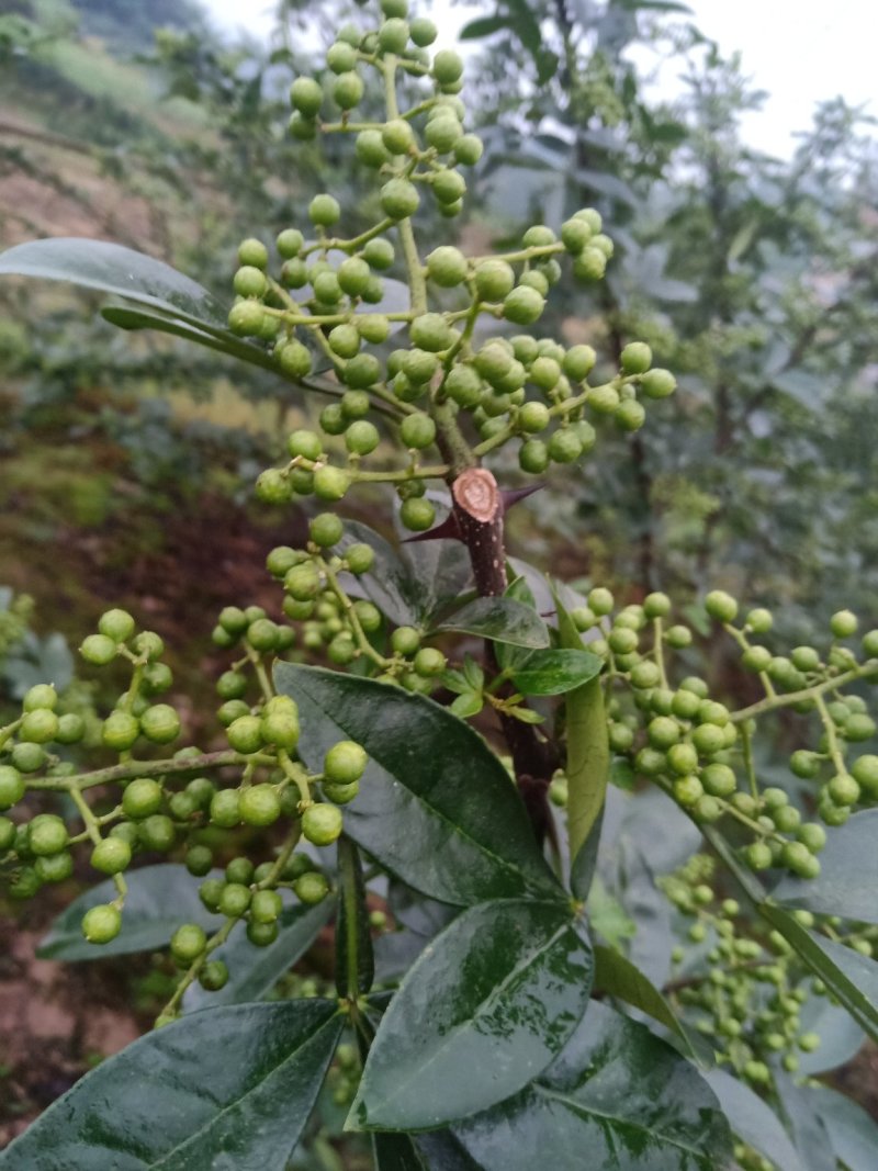 天知椒花椒苗，九叶青花椒苗，藤椒苗大量供货中