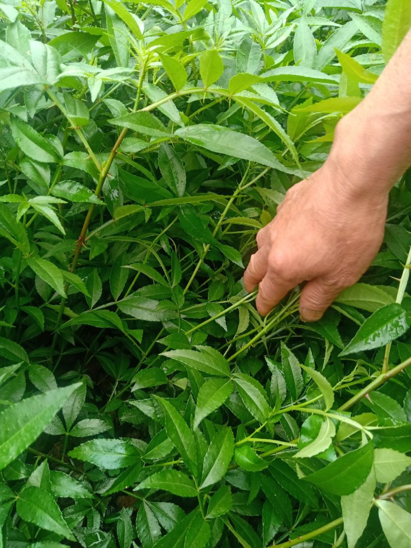 天知椒花椒苗，九叶青花椒苗，藤椒苗大量供货中