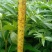 天知椒花椒苗，九叶青花椒苗，藤椒苗大量供货中