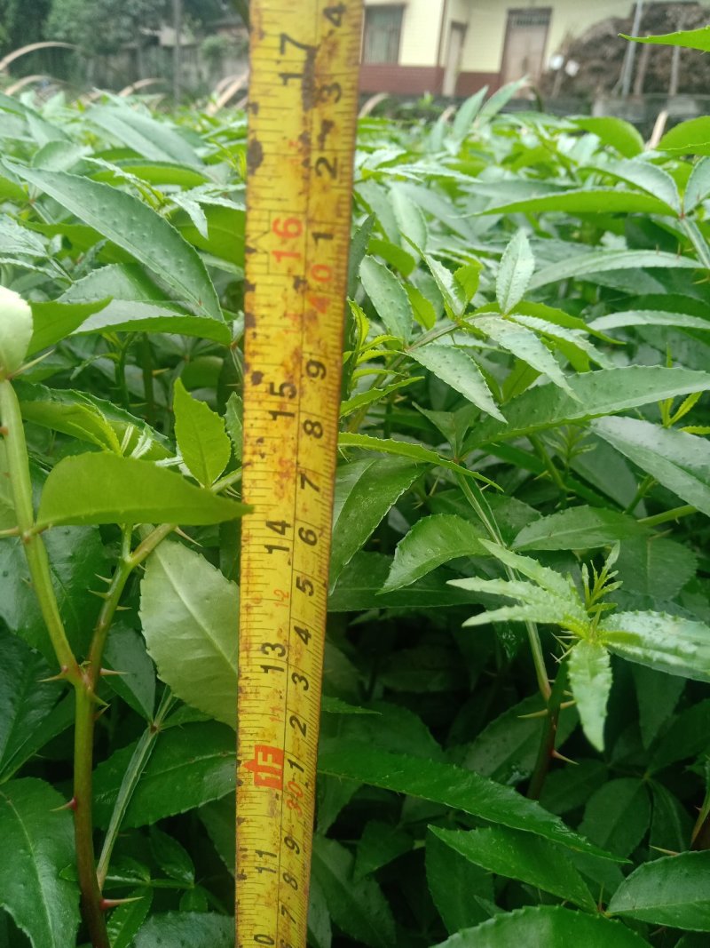 天知椒花椒苗，九叶青花椒苗，藤椒苗大量供货中