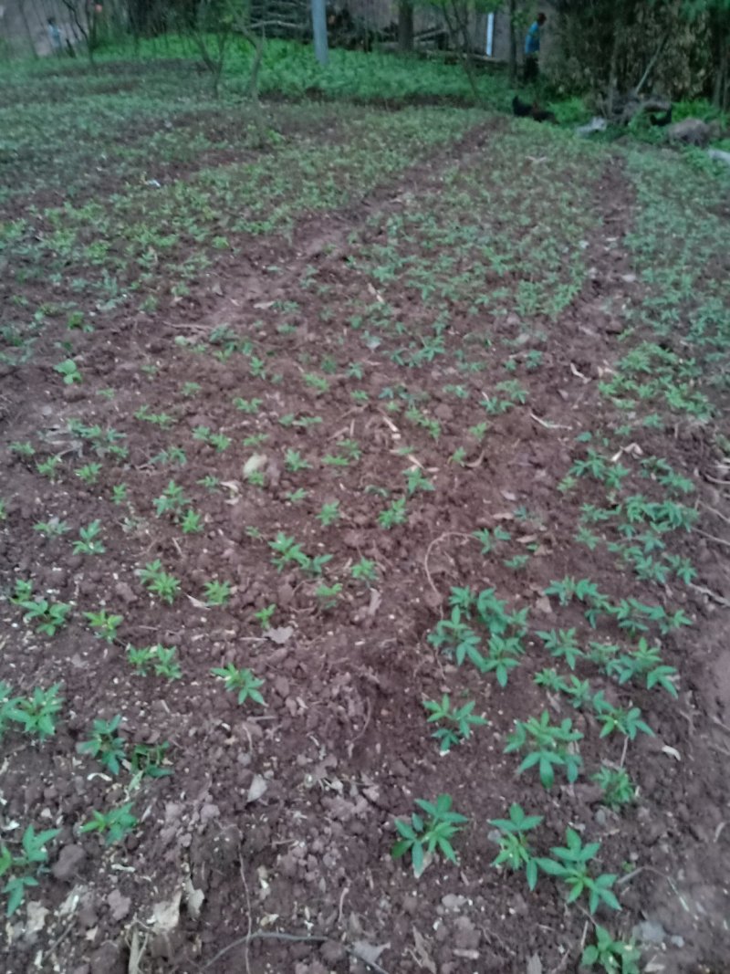 天知椒花椒苗，九叶青花椒苗，藤椒苗大量供货中