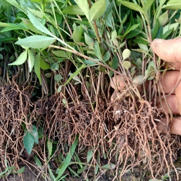 天知椒花椒苗，九叶青花椒苗，藤椒苗大量供货中