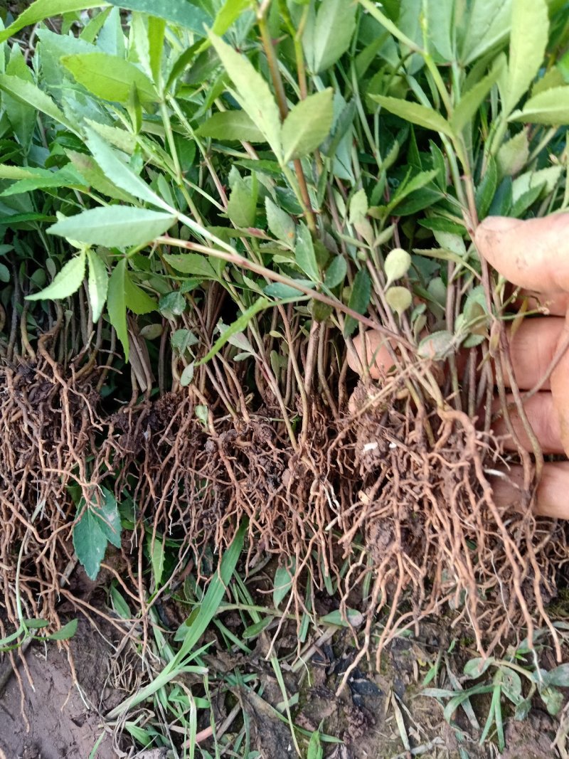 天知椒花椒苗，九叶青花椒苗，藤椒苗大量供货中