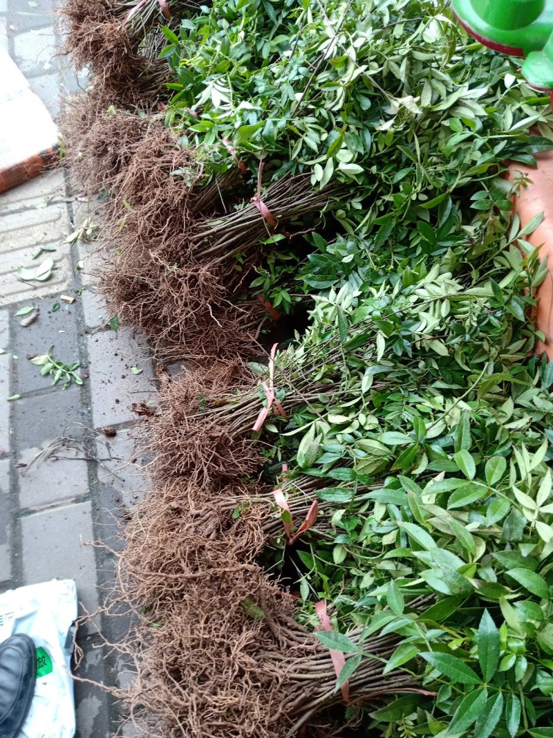 天知椒花椒苗，九叶青花椒苗，藤椒苗大量供货中