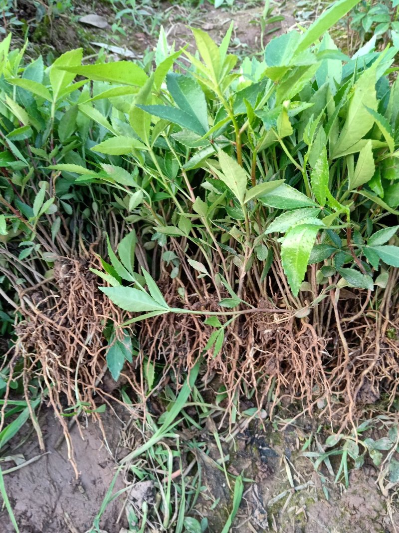 天知椒花椒苗，九叶青花椒苗，藤椒苗大量供货中