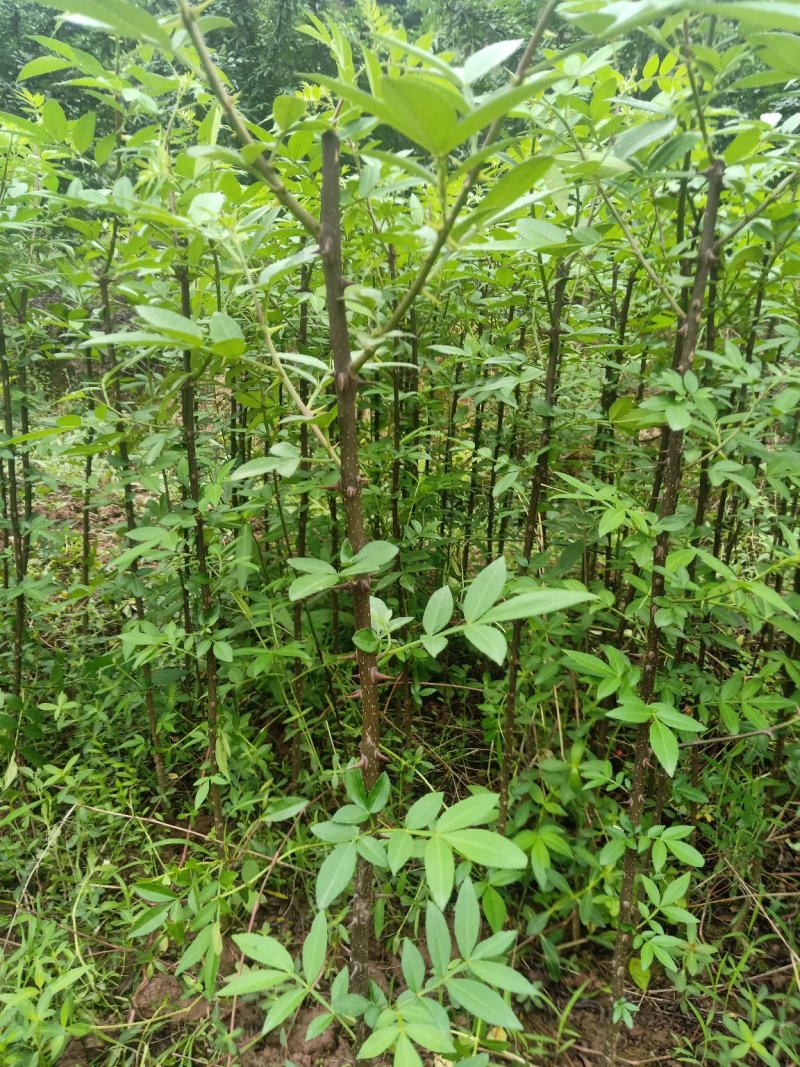 天知椒花椒苗，九叶青花椒苗，藤椒苗大量供货中