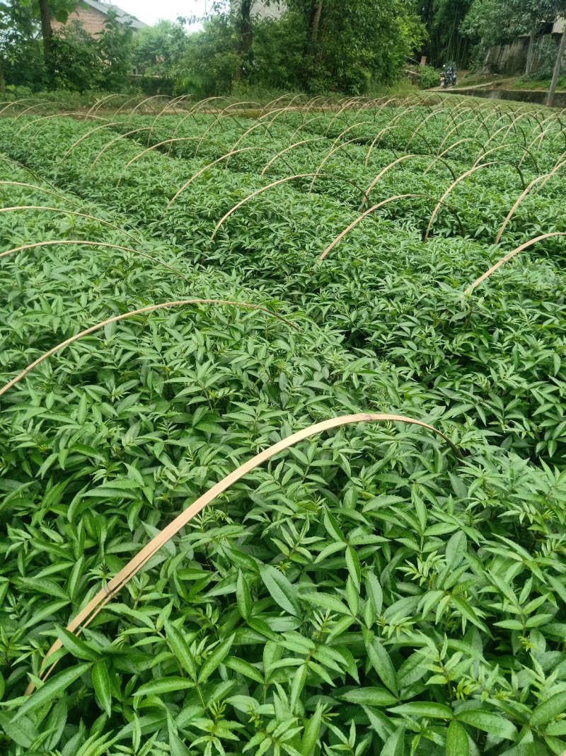天知椒花椒苗，九叶青花椒苗，藤椒苗大量供货中