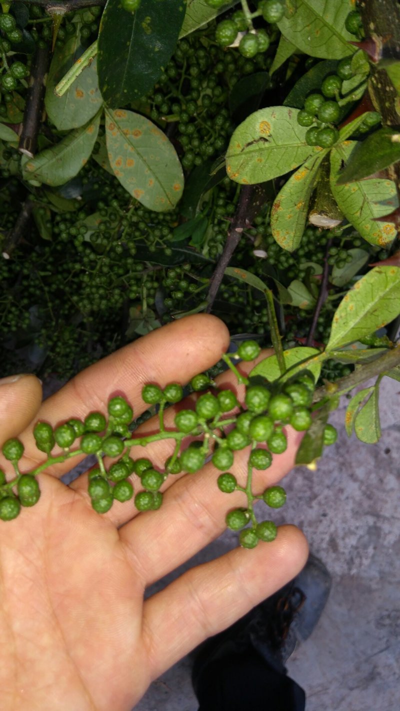 江津九叶青花椒，预售，需要的朋友联系