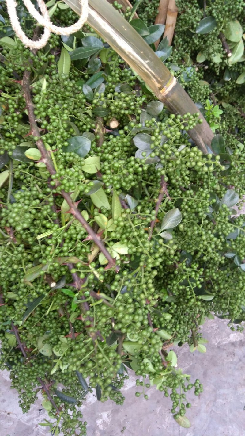 江津九叶青花椒，预售，需要的朋友联系