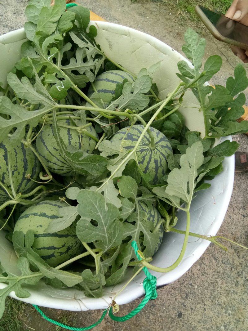 8424🍉一八二五一三九五七三0