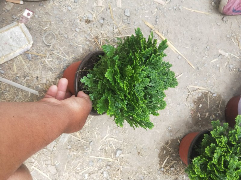 卷柏优质卷柏大量上市量大优惠产地直发