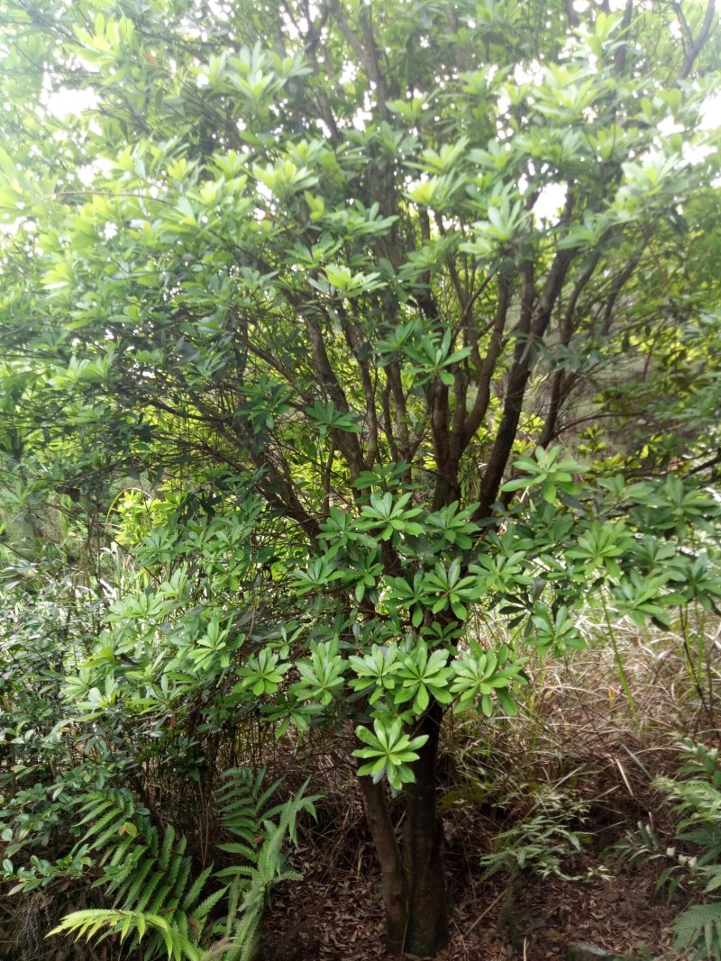 18到25丛生杨梅树