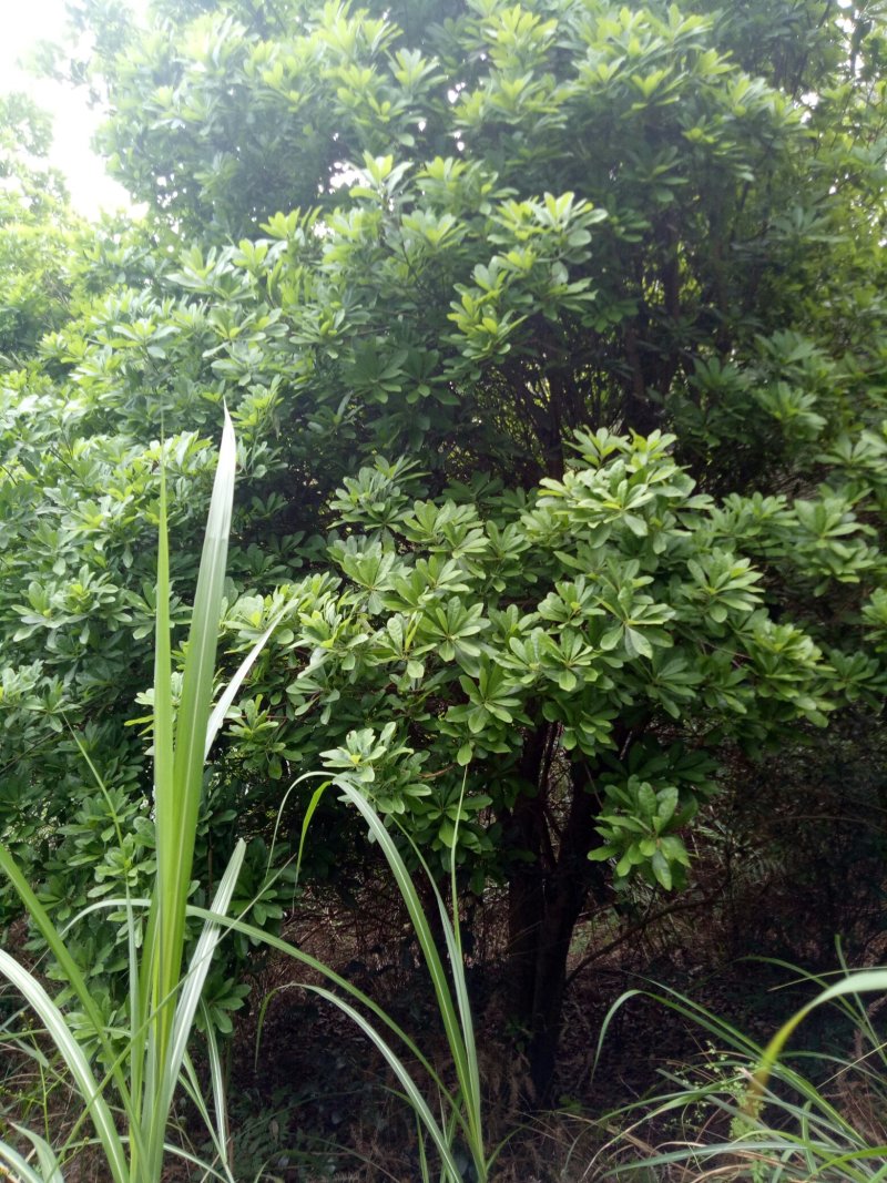 18到25丛生杨梅树