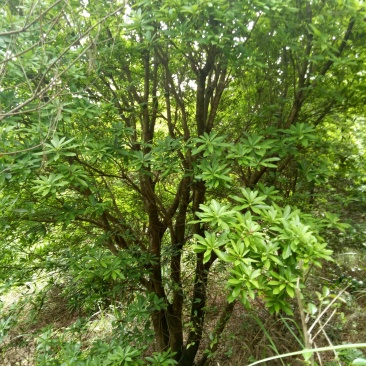 18到25丛生杨梅树