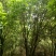 18到25丛生杨梅树