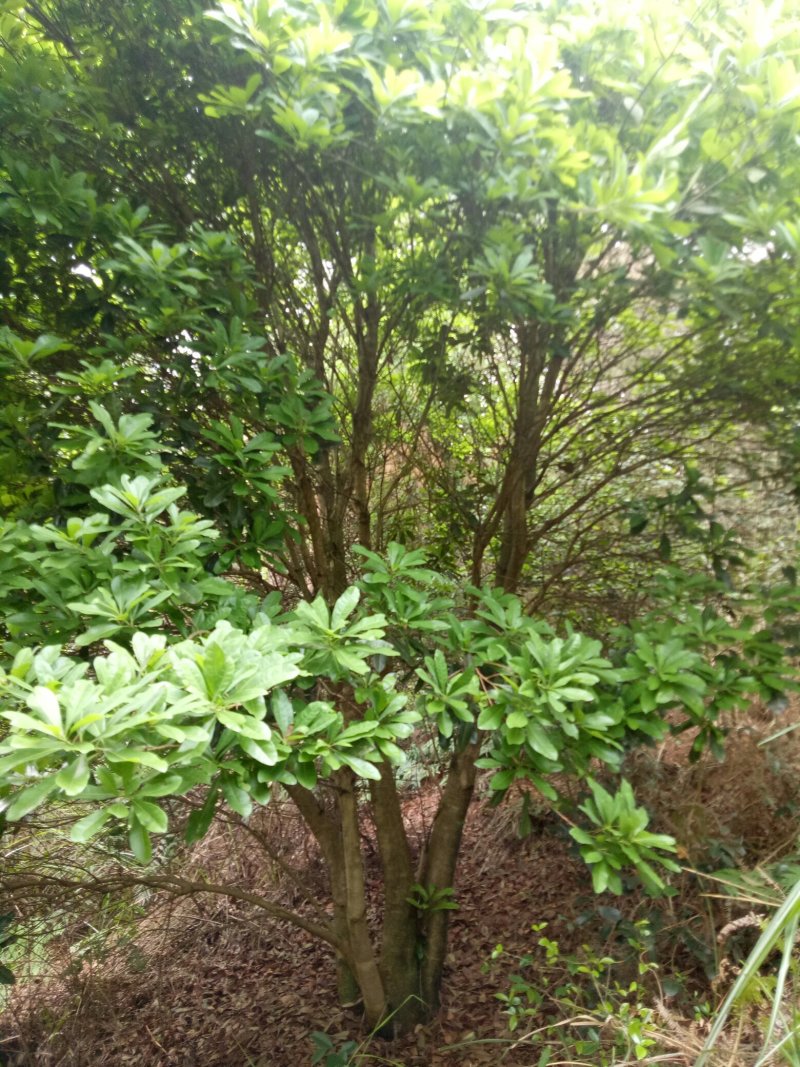 18到25丛生杨梅树