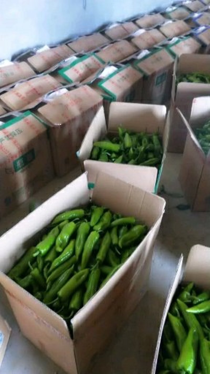 鲜辣椒