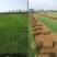 辽宁开原草坪繁育基地规格齐全价格合理质量保证全国发货