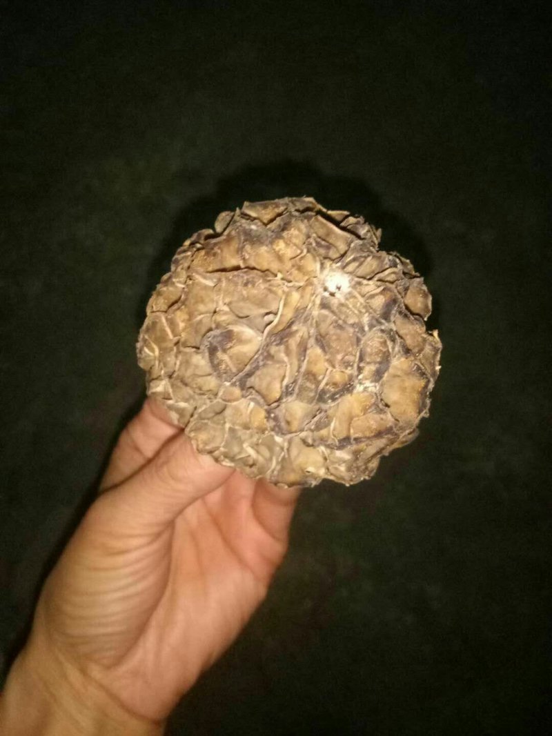 野生羊肚菌