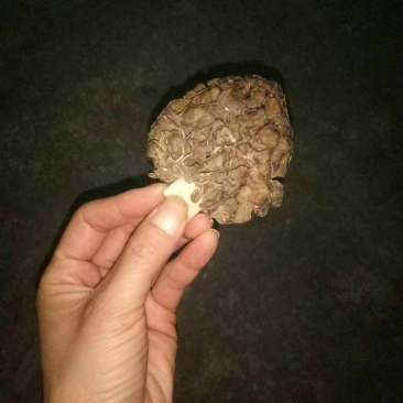 野生羊肚菌