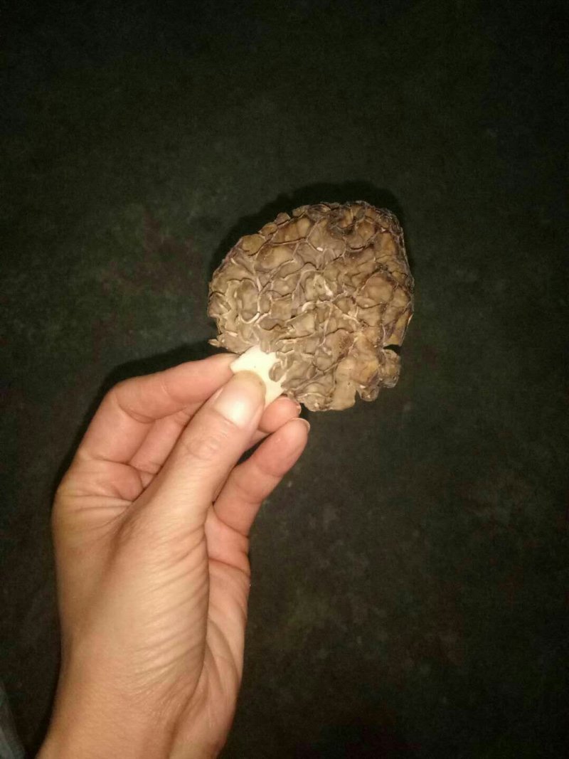 野生羊肚菌