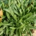 面条菜种籽野菜种子，农家蔬菜种子，批发零售量大优惠